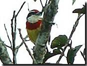 Scarlet-banded Barbet Capito wallacei 15/08/05  �2005 Fraser Simpson