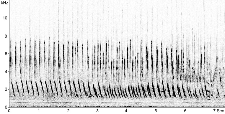 Sonogram of male Shelduck courtship vocalisations