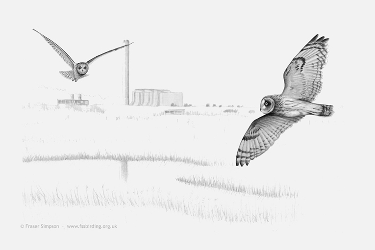 Drawing of Short-eared Owls, Rainham Marshes 2015 � Fraser Simpson