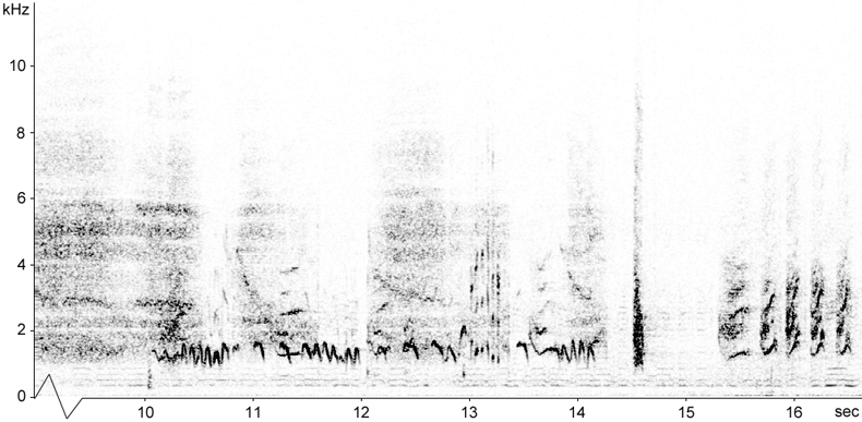 Sonogram of Siberian Jay subsong