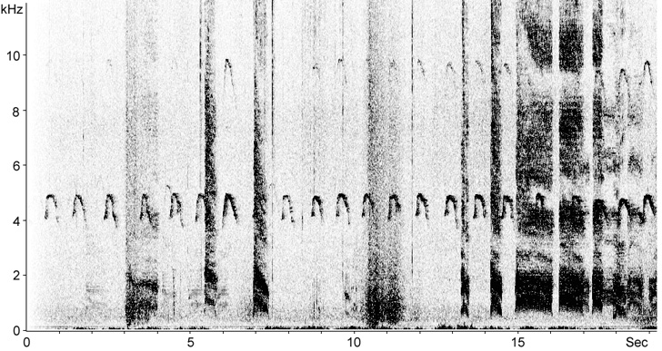 Sonogram of Silver Gull callls