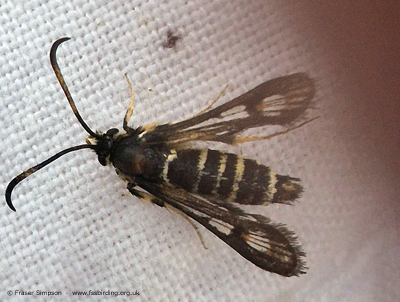 Six-belted Clearwing (Bembecia ichneumoniformis) � Fraser Simpson