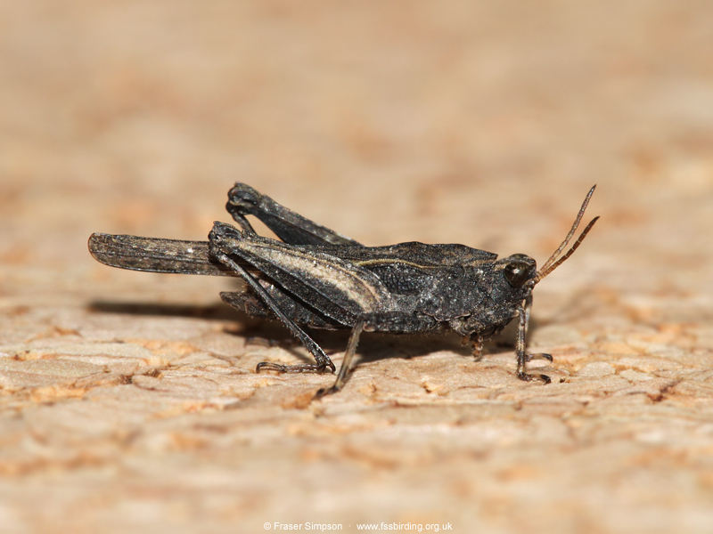 Slender Groundhopper (Tetrix subulata) © Fraser Simpson
