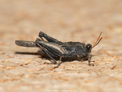 Slender Groundhopper (Tetrix subulata) � Fraser Simpson