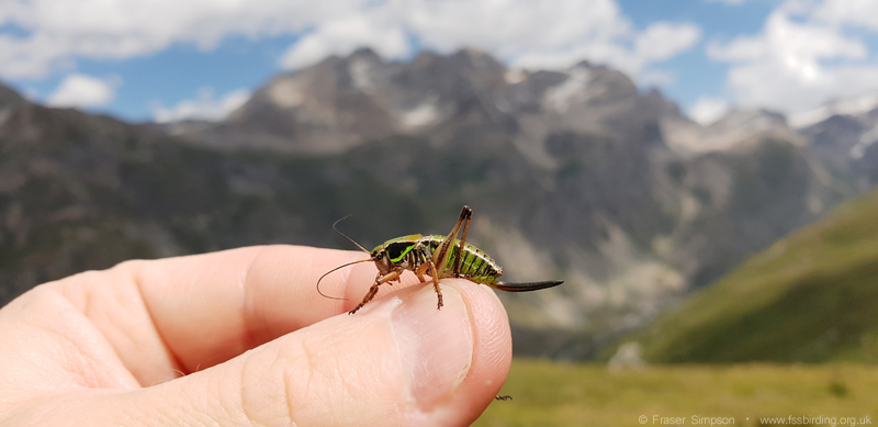 Small Alpine Bush-cricket (Anonconotus alpinus)  Fraser Simpson