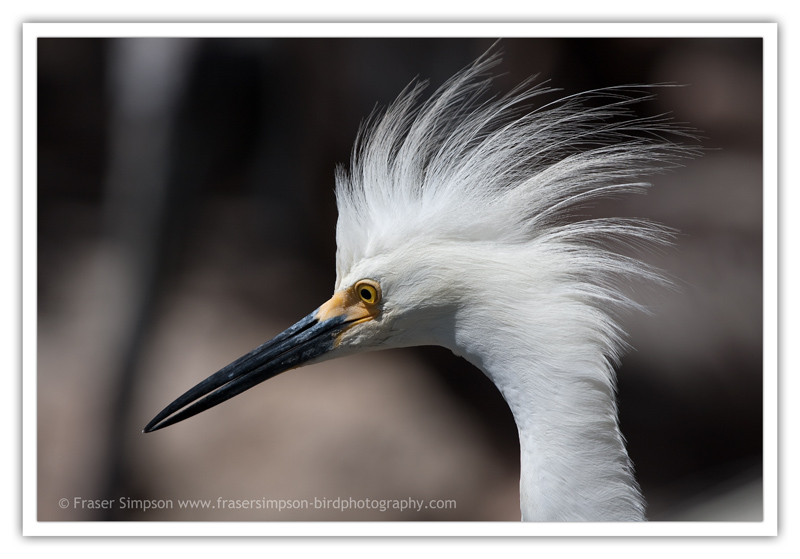 Snowy Egret  (Egretta thula) � 2010 Fraser Simpson