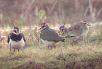 Sociable Lapwing with Northern Lapwings �2005 Fraser Simpson