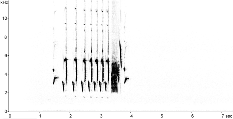 Sonogram of Song Sparrow song