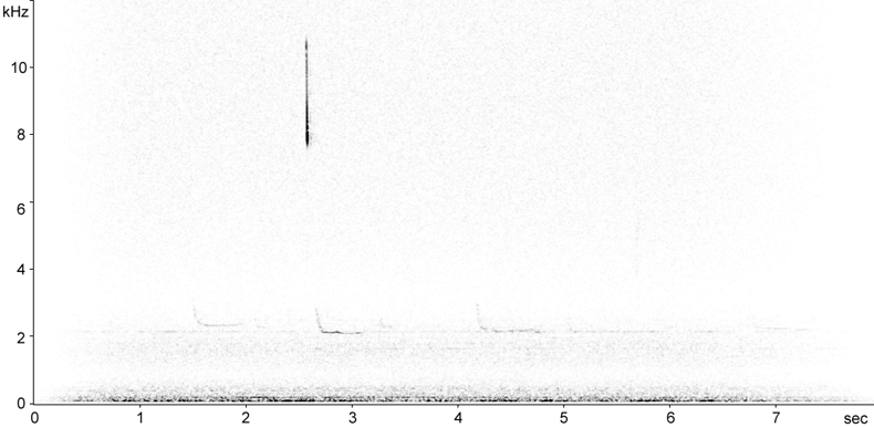 Sonogram of Song Thrush (Turdus philomelus) flight call