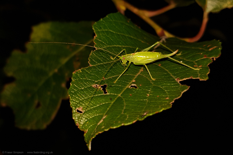 Southern Oak Bush-cricket (Meconema meridionale) © Fraser Simpson
