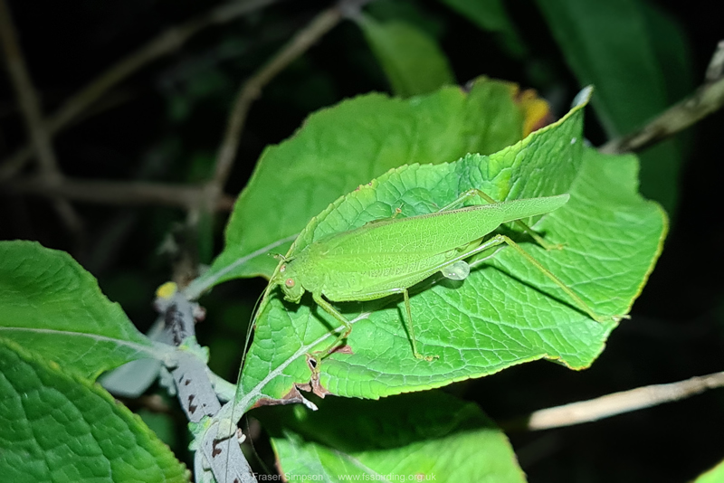 Southern Sickle-bearing Bush-cricket (Phaneroptera nana) - female © Fraser Simpson