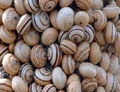 Snail Aestivation, Spain