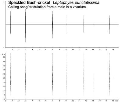 Speckled Bush-cricket (Leptophyes punctatissima) � Fraser Simpson