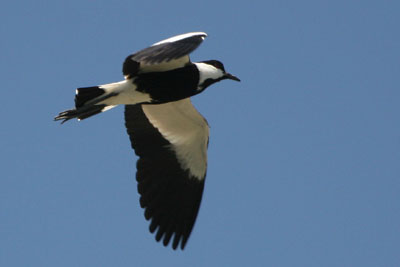 Spur-winged Plover, Nestos Delta © 2005  F. S. Simpson