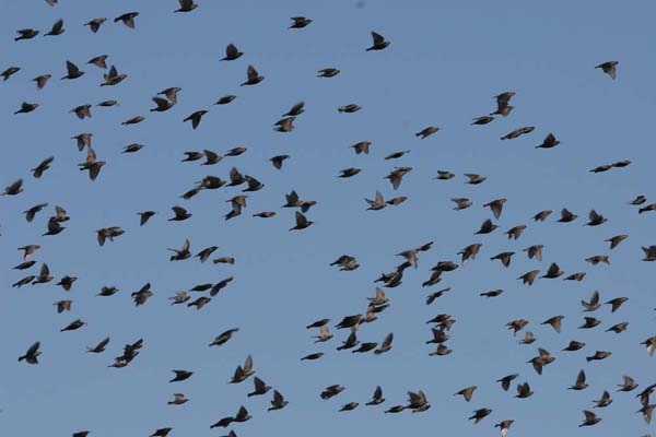 Starlings at Ardeer © 2005  F. S. Simpson