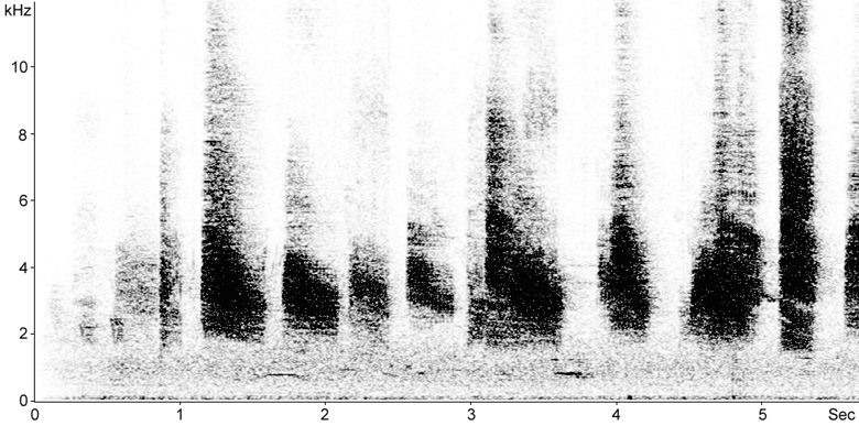 Sonogram of Common Starling fledgling calls