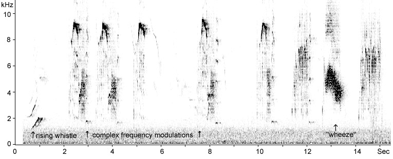 Sonogram of Starling vocalisations