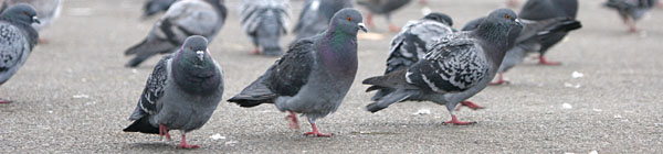 Feral Pigeons, Regent's Park, London �2005 Fraser Simpson
