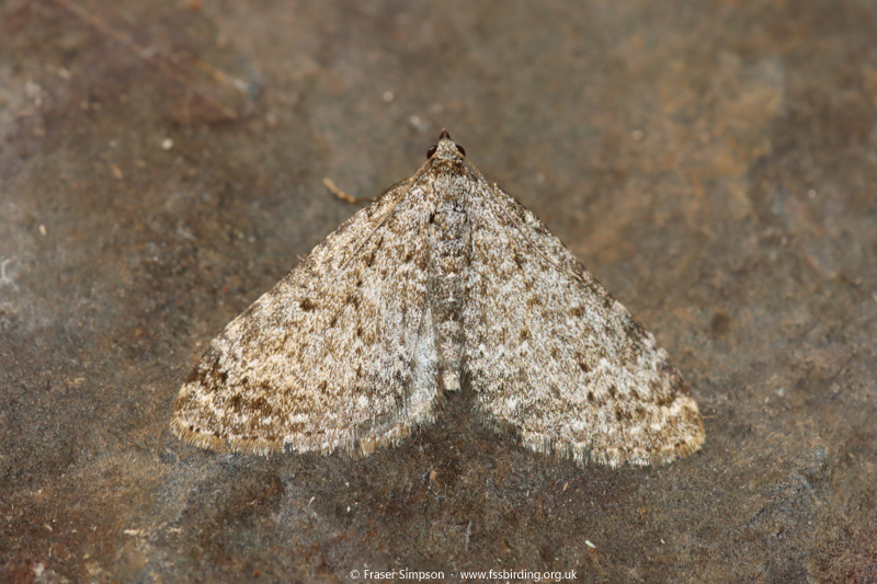 Striped Twin-spot Carpet�(Coenotephria salicata) � Fraser Simpson