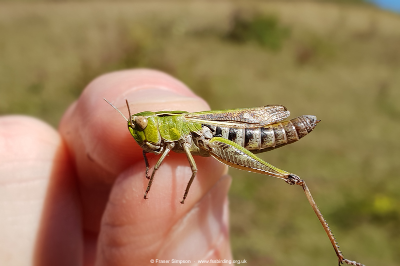 Stripe-winged Grasshopper (Stenobothrus lineatus)  Fraser Simpson