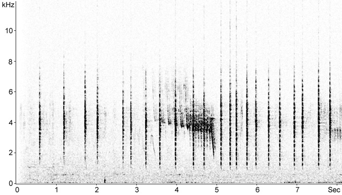 Sonogram of Western Subalpine Warbler calls