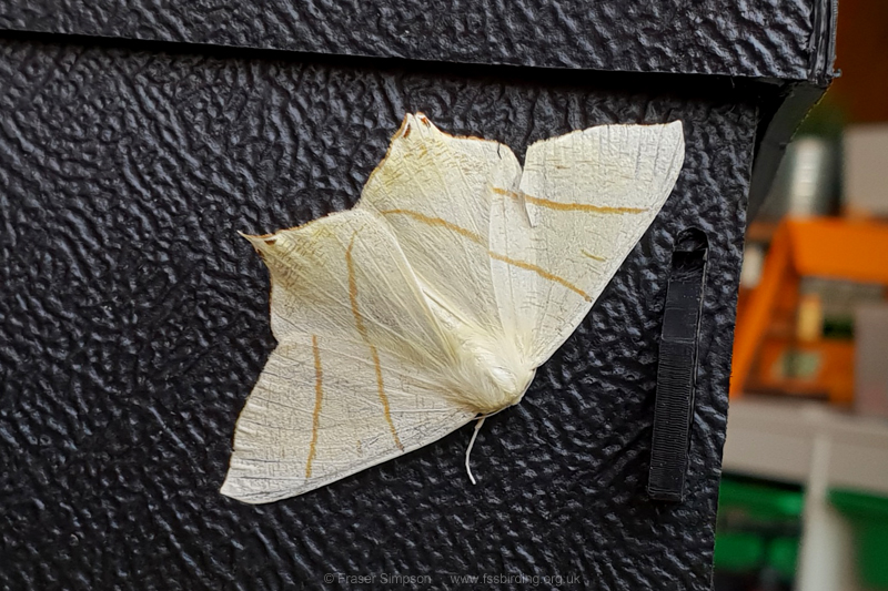 Swallow-tailed Moth (Ourapteryx sambucaria) © Fraser Simpson