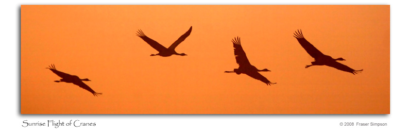 Dawn flight of Cranes, Lake Hornborga © 2008 Fraser Simpson