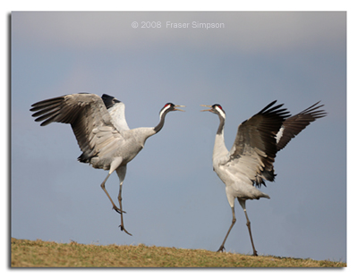 Dancing Eurasian Cranes © 2008 Fraser Simpson