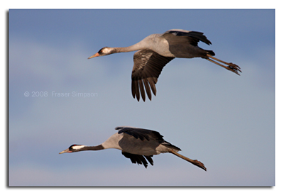 Cranes © 2008 Fraser Simpson