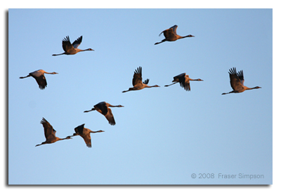 Cranes © 2008 Fraser Simpson