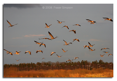 Cranes flying to roost © 2008 Fraser Simpson