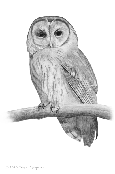 Tawny Owl drawing © Fraser Simpson