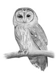 Tawny Owl sketch � Fraser Simpson