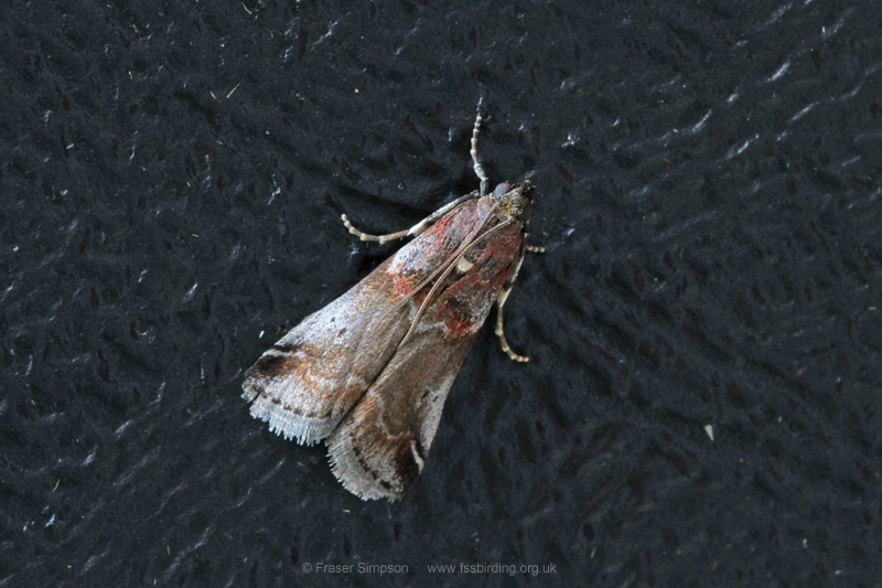 Thicket Knot-horn (Acrobasis suavella) © Fraser Simpson