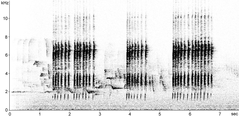 Sonogram of Three-toed Woodpecker calls