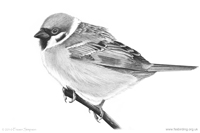 Tree Sparrow sketch � Fraser Simpson