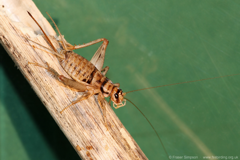 Tropical House Cricket (Gryllodes sigillatus) © Fraser Simpson