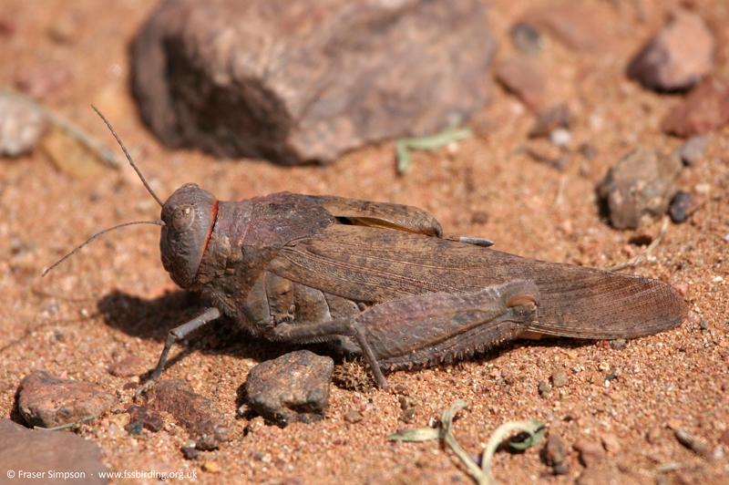 Tuarega insignis, Tagdilt track, Morocco, May 2007 � Fraser Simpson