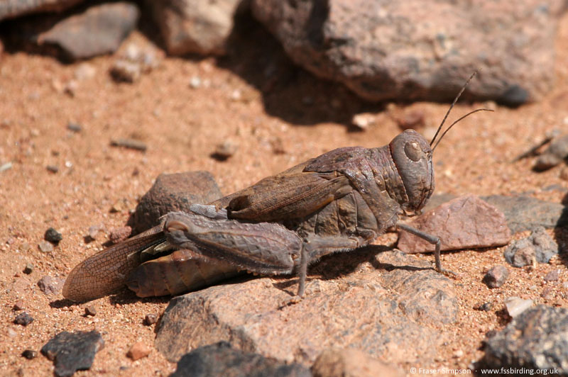 Tuarega insignis, Tagdilt track, Morocco, May 2007 � Fraser Simpson