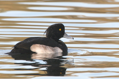 Tufted Duck (male) ©2005 Fraser Simpson