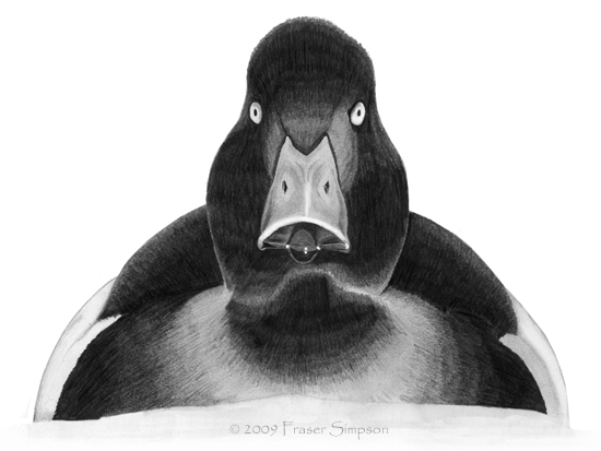 Tufted Duck drawing © Fraser Simpson