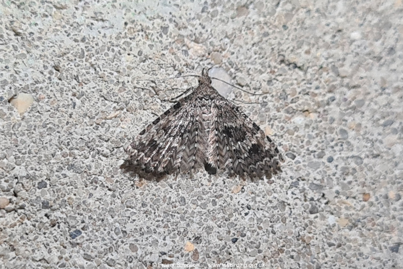 Twenty-plume Moth (Alucita hexadactyl)  Fraser Simpson