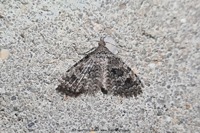 Twenty-plume Moth (Alucita hexadactyla) hibernating � Fraser Simpson