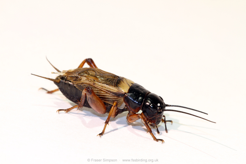 Two-spotted Field-cricket (Gryllus bimaculatus) © Fraser Simpson