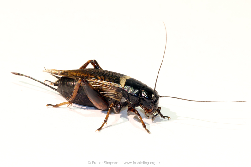 Two-spotted Field-cricket (Gryllus bimaculatus) © Fraser Simpson