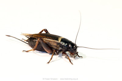 Two-spotted Field-cricket (Gryllus bimaculatus) � Fraser Simpson