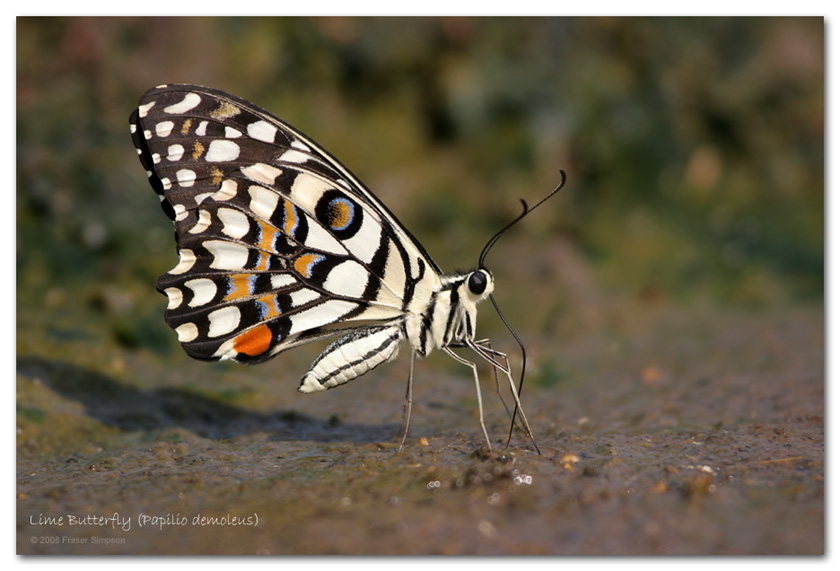 Lime Butterfly (Papilio demoleus)  Fraser Simpson