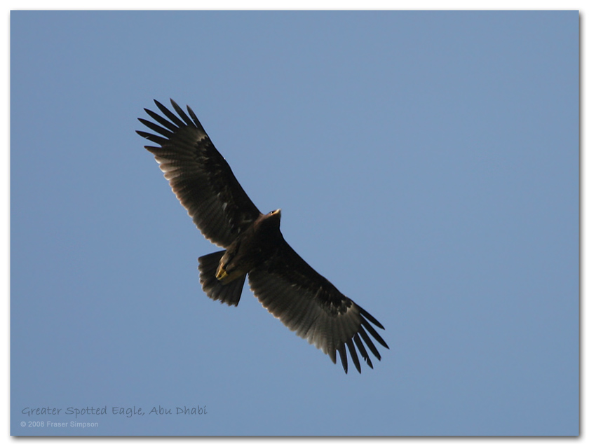 Greater Spotted Eagle, Abu Dhabi  Fraser Simpson