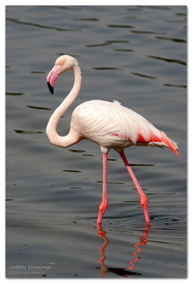 Greater Flamingo, Ras al Khor, Dubai  Fraser Simpson