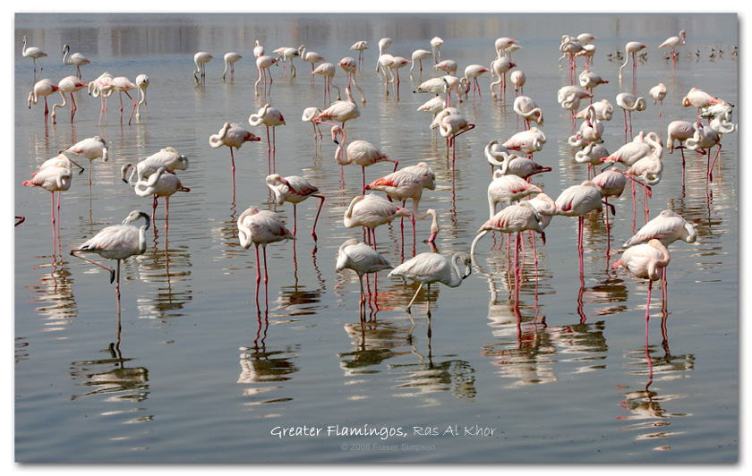 Greater Flamingos, Ras al Khor, Dubai  Fraser Simpson